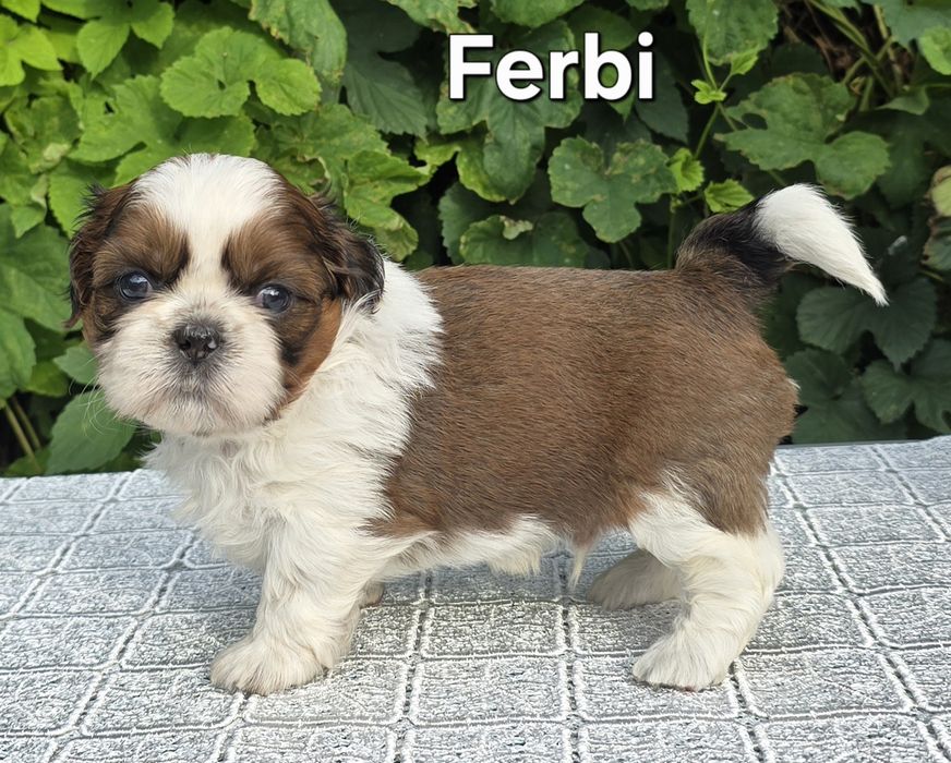 Piesek Shih tzu ZKWP
