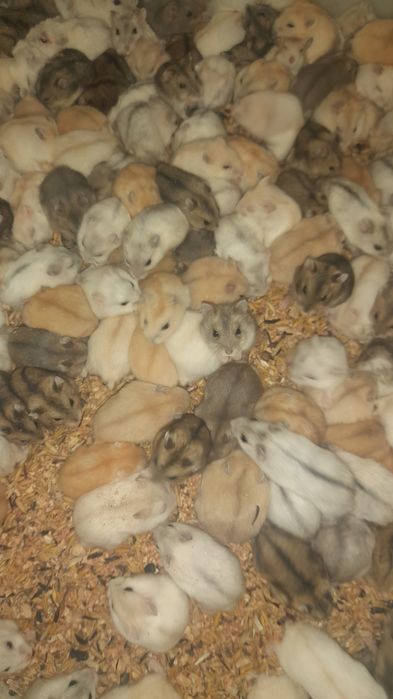 Хомяки Джунгарські ( Джунгарики)Гурт/Опт