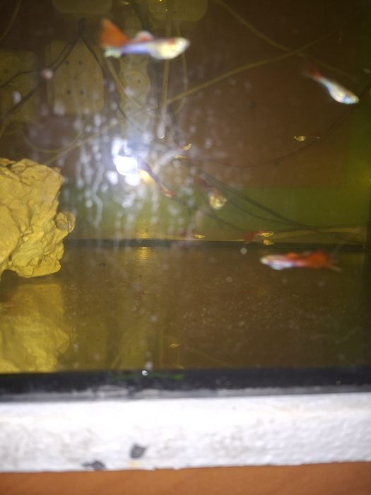 Gupik koi  samce i samce