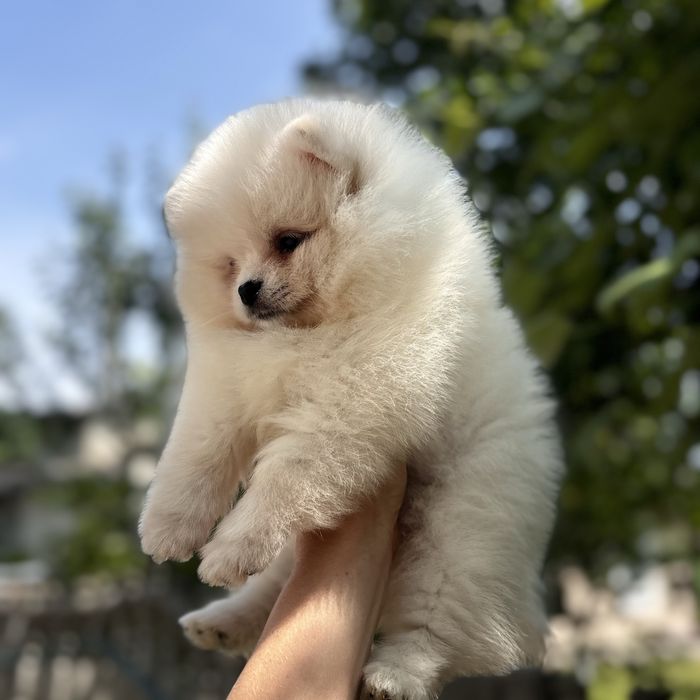 лялькова дівчинка шоу класу