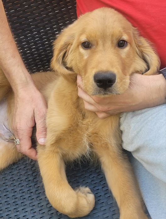 Szczeniak Golden retriever już do odbioru