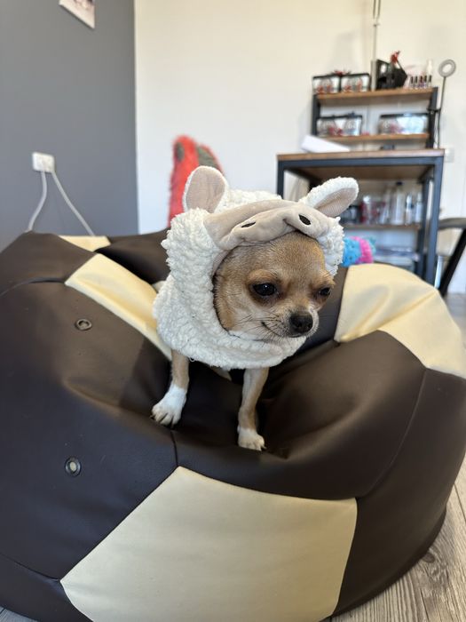 Костюм мавпочки і овечки для маленьких песиків собачий одяг прикольний