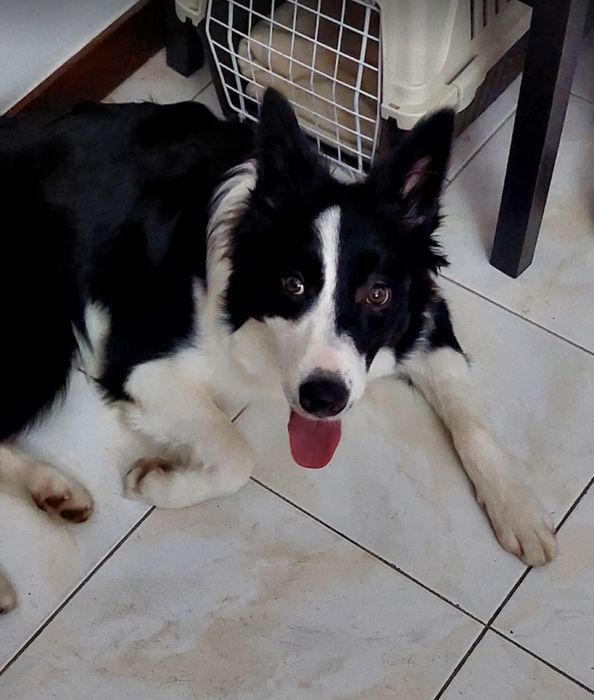 treino de cães porto