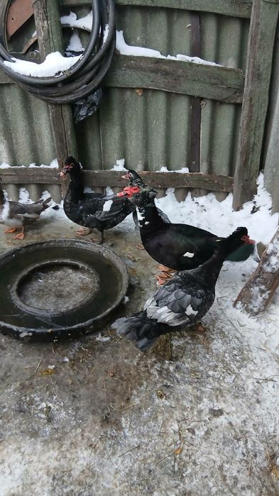 Продам мускусних качок