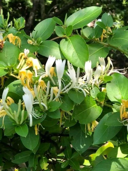 Продам саджанці жимолость капріфоль.