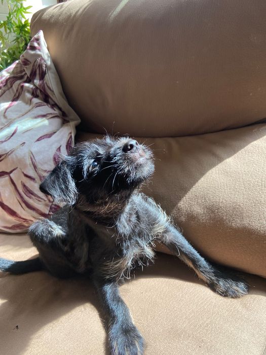 Da se cãozinho de raça pequena
