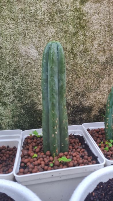 Cacto S.Pedro Echinopsis
pachanoi