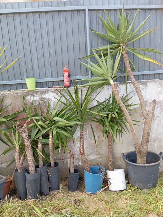 Yukkas grandes plantas resistentes