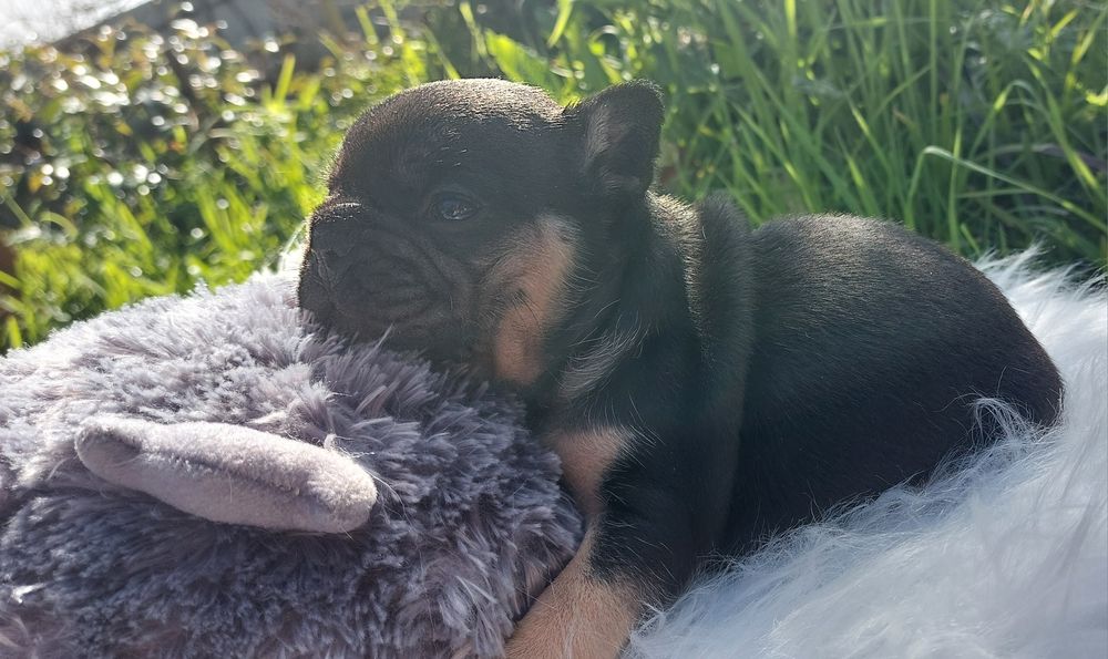 Bulldog francês black tan