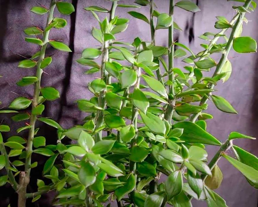 Кактус Перескіопсис (Pereskiopsis) черенки