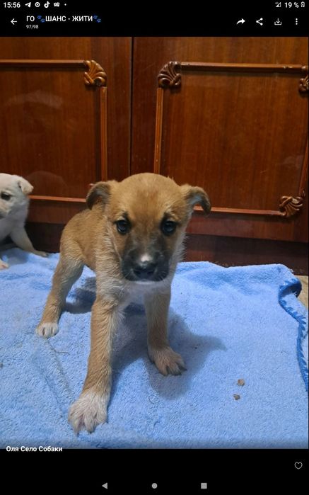 Животные  в добрые руки