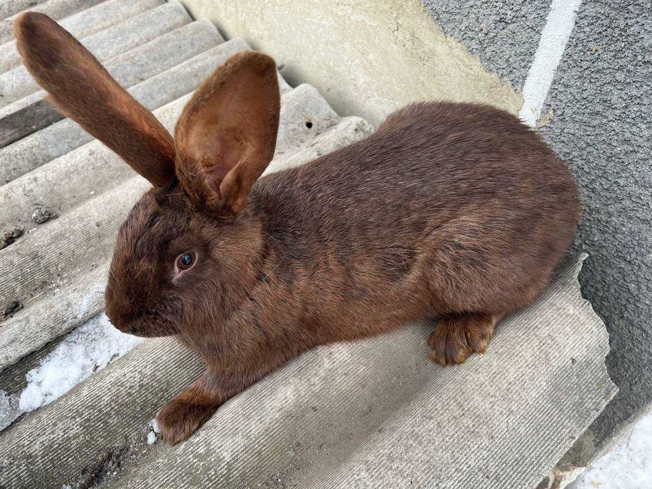 Самки породи Німецький строкач