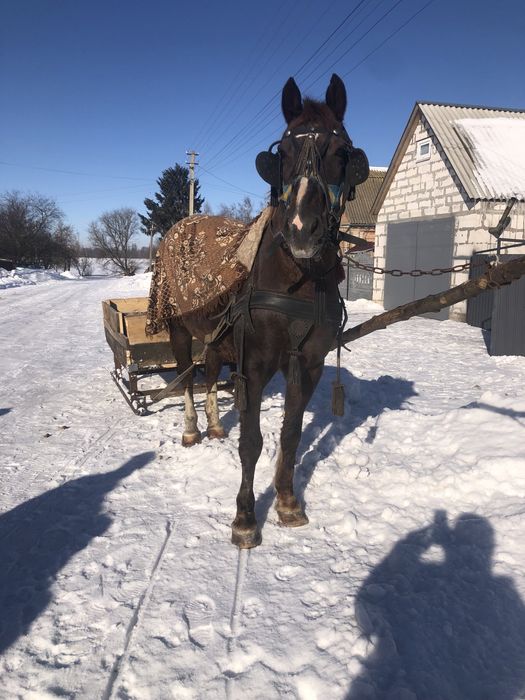 Продам кобил………..