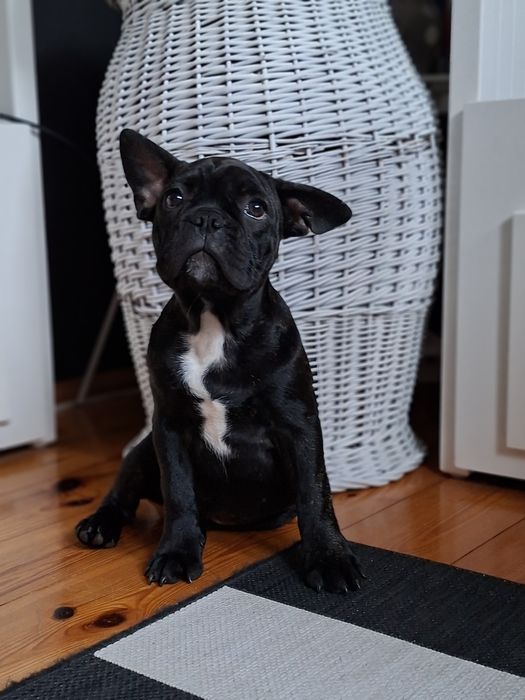Buldog francuski