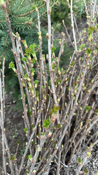 Sadzonki porzeczki czarnej odmiana Tisel PACZKA 20SZTUK wysylka Inpost