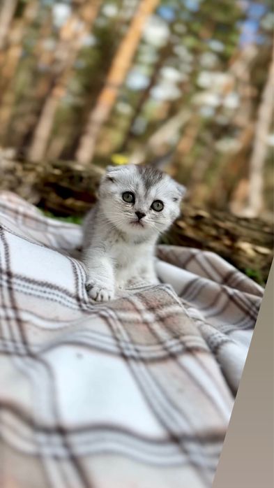 Висловухі шотландські кошенята скотіш фолд срібна шиншила