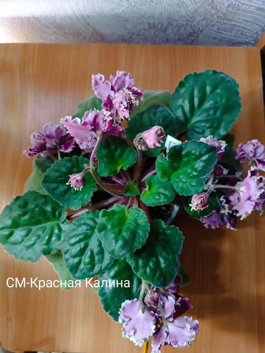 Продам ,комнатные цветы