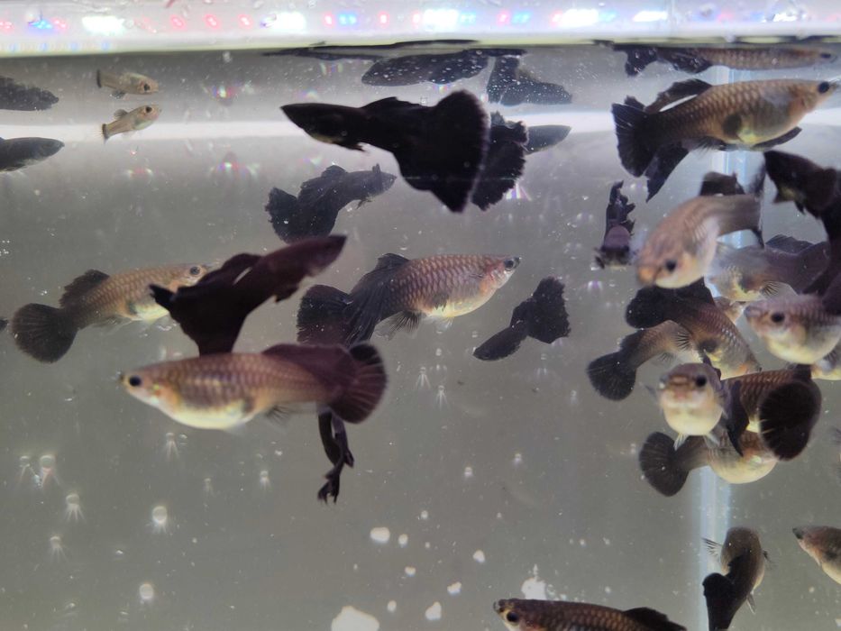 Gupik gupiki Black moscow long dorsal