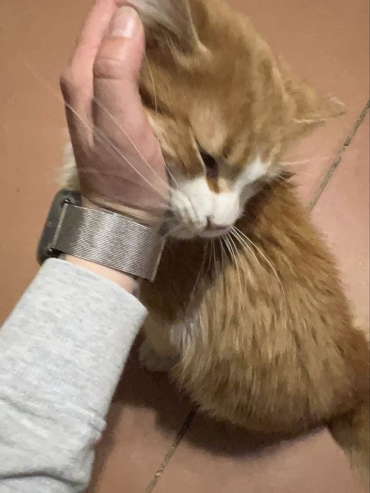 Отдам в хорошие руки