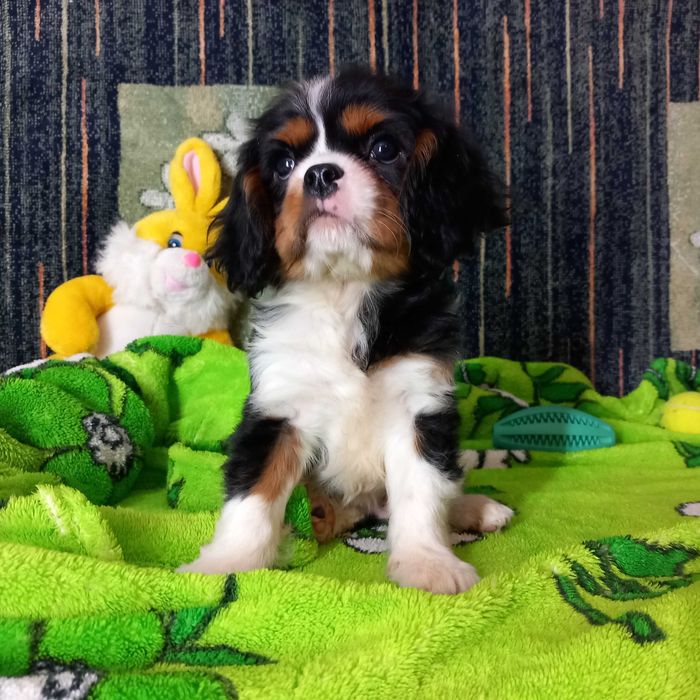 Кавалер кінг чарльз спаніель