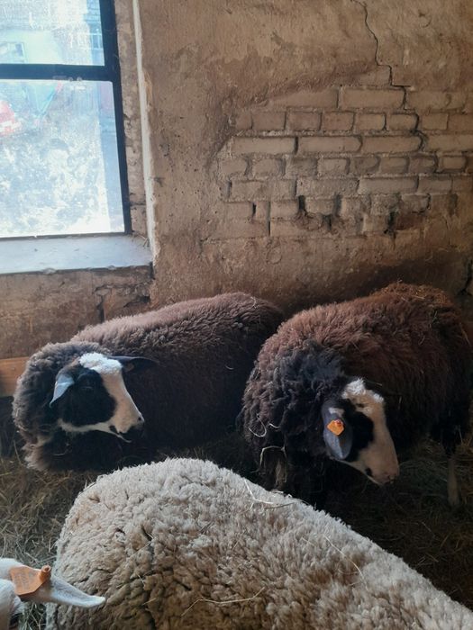 Owca fryzyjska lacun