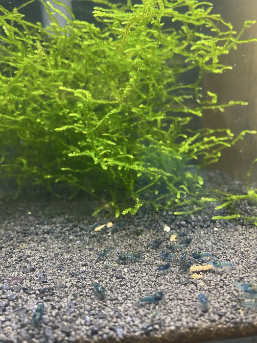 Krewetki neocaridina  blue velvet 5zł/szt