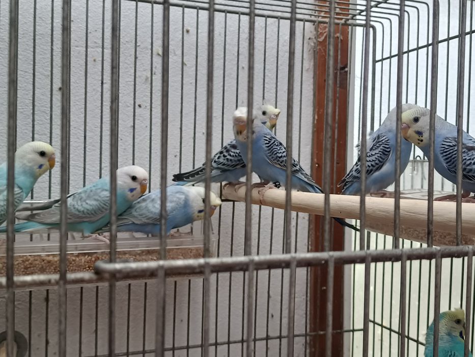 Tenho vários periquitos de poupa portadores de hagoromos