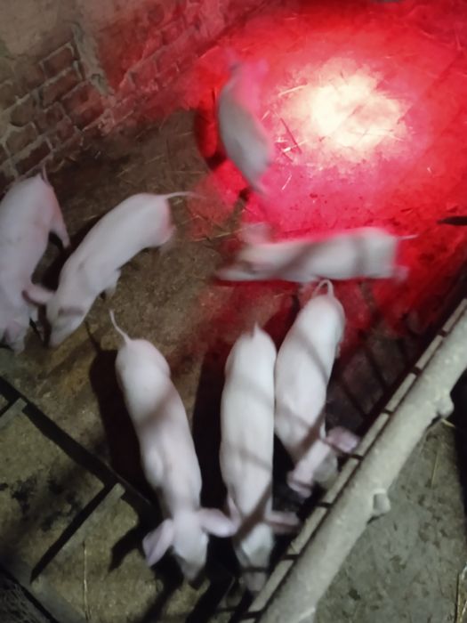 Поросята вік 9тижнів 3000 грн.