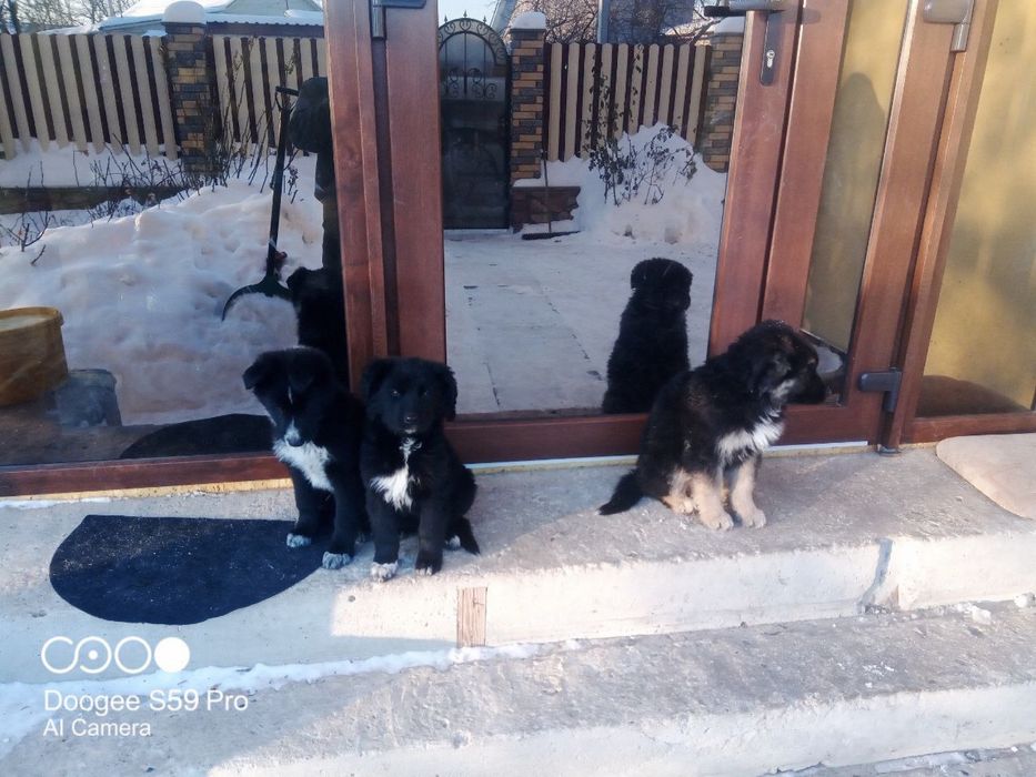 Цуцекі дуже гарні