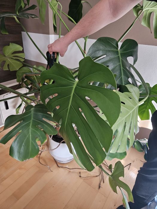 Monstera Dziurawa