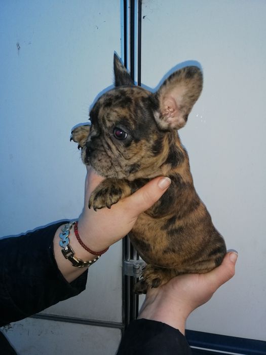 Французики Чистокровні хлопчики та дівчатка є доставка