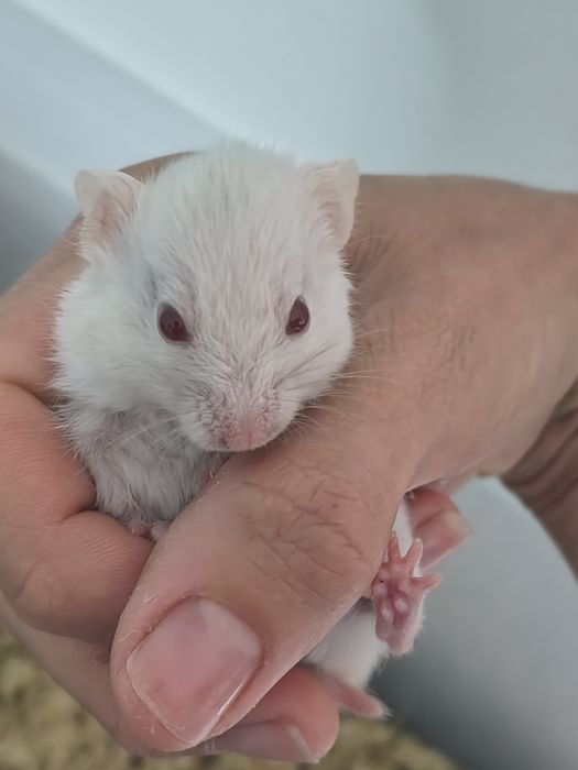 Piękny chomik syryjski samiczka gotowy do zmiany domku
