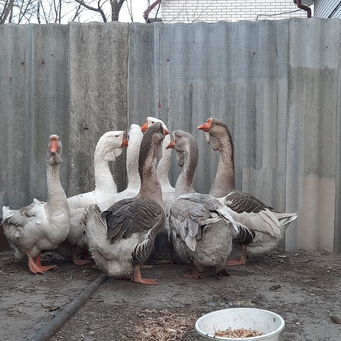 Продам гусаків Холмогорів