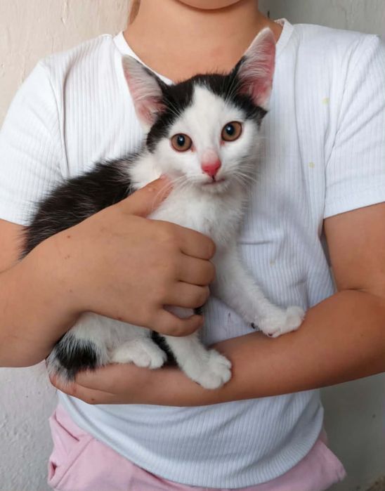 Ten mały przystojniaczek szuka chaty ! Do adopcji od zaraz