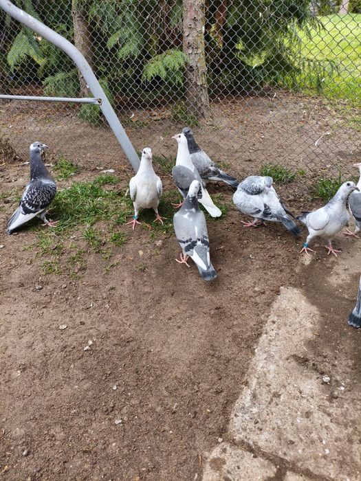 Gołębie pocztowe młode