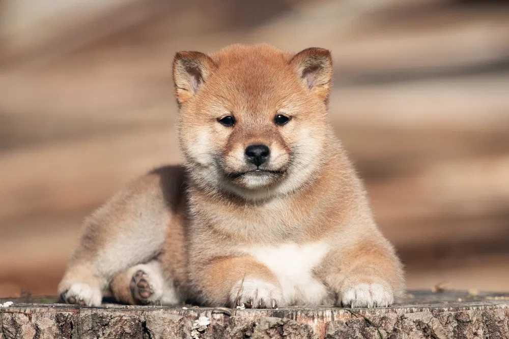 SHIBA INU disponível