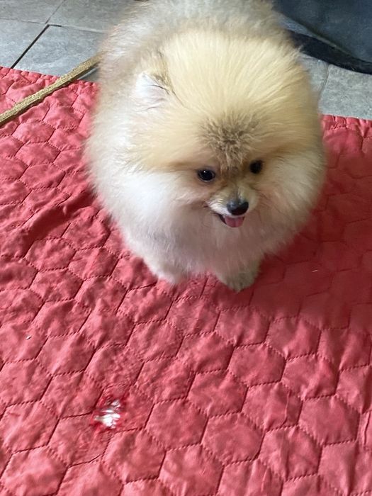 Померанський шпіц