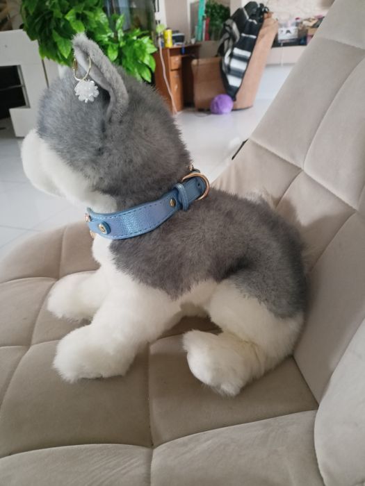 Douglas pluszak Sasha husky wyjątkowy