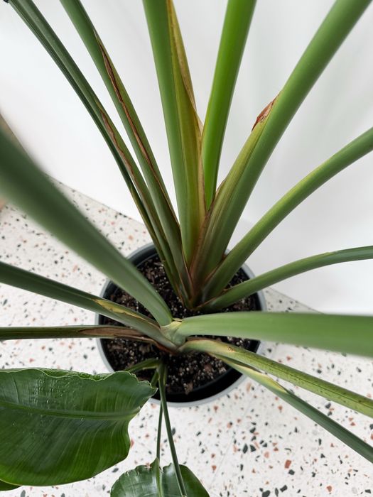 Стреліція Миколая (висота 2.6м)