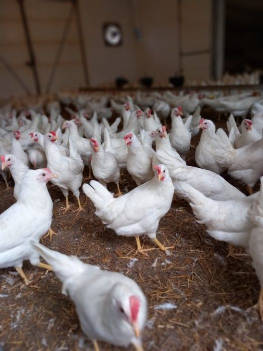 Kury Nioski Leghorn 24 tygodnie! Wysyłka od 10 sztuk.