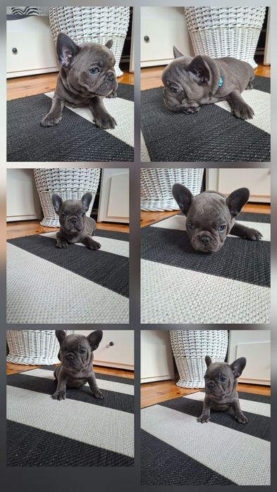 Buldog francuski