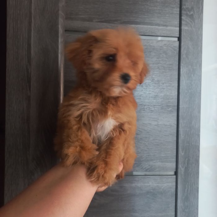 Оочень красивая девочка мальтипу