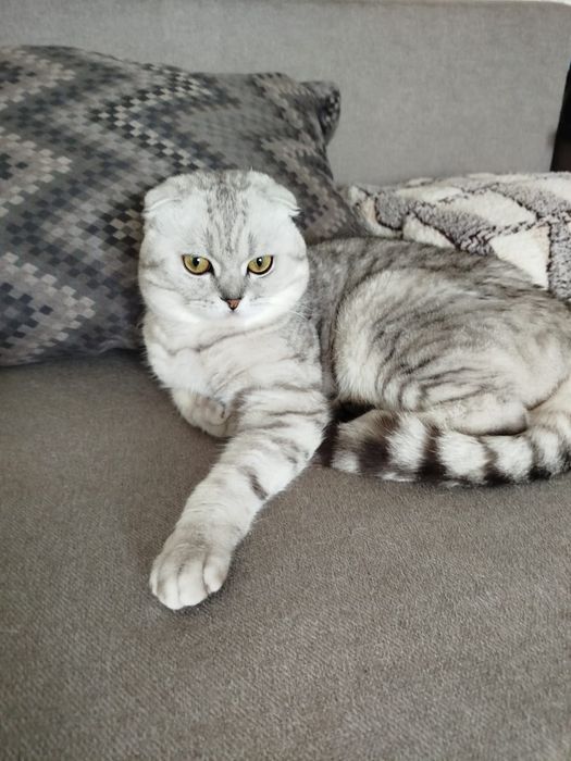 В'язка весловухий котик (скотишш фолд)