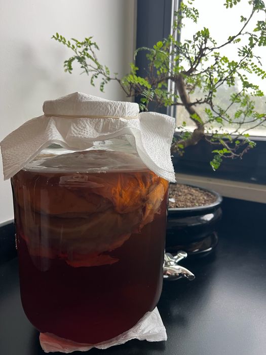 Scoby Caseiro Kombucha