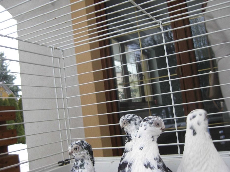 Gołębie Motyle czarne