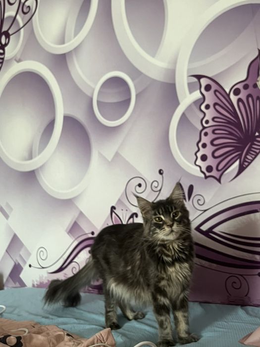 Кошенятко,  котята, Котенок,  мейнкун
