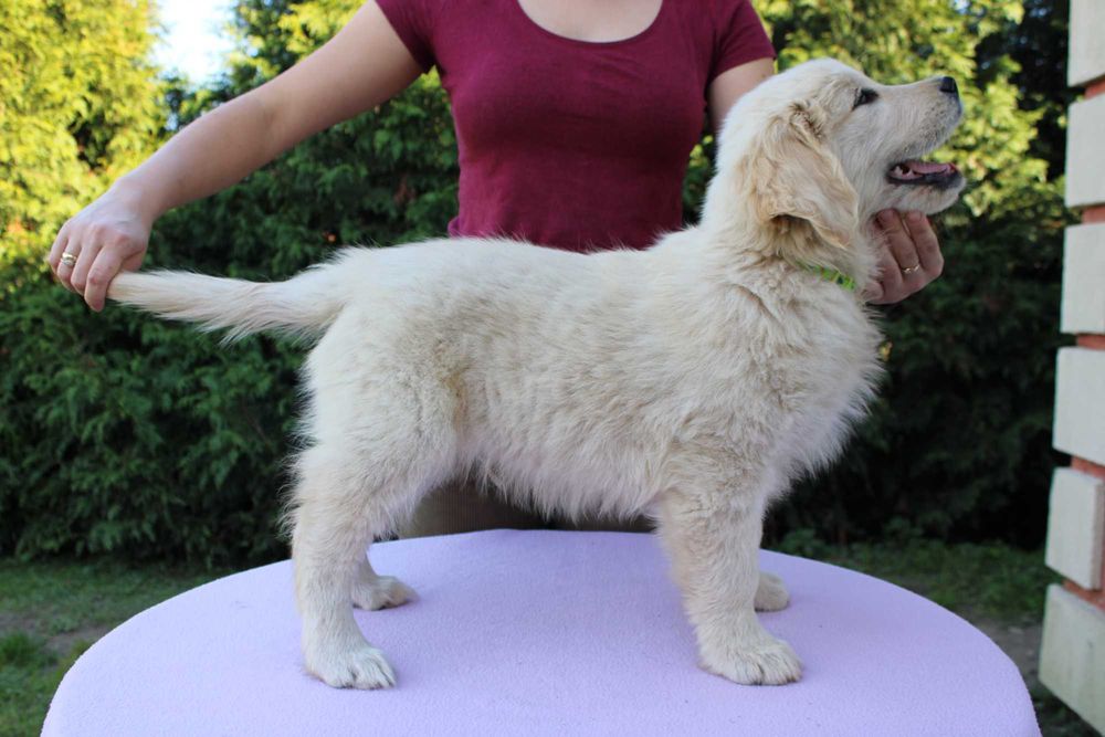 Golden Retriever szczeniak