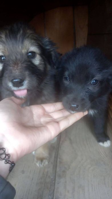 Віддам в добрі руки