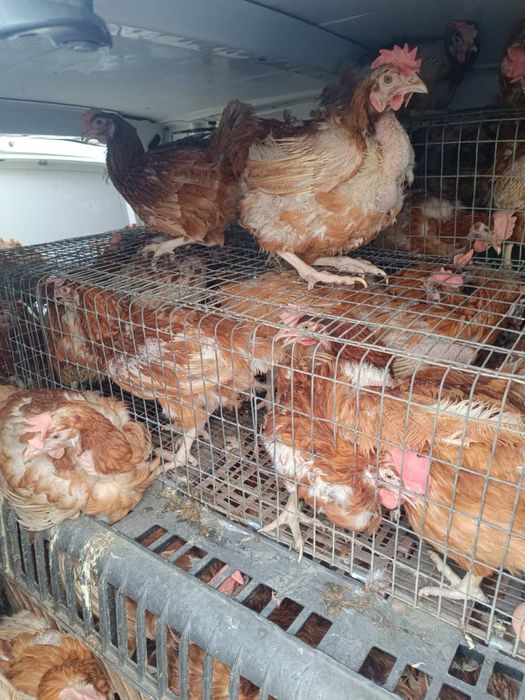 Кури несучки ломан браун