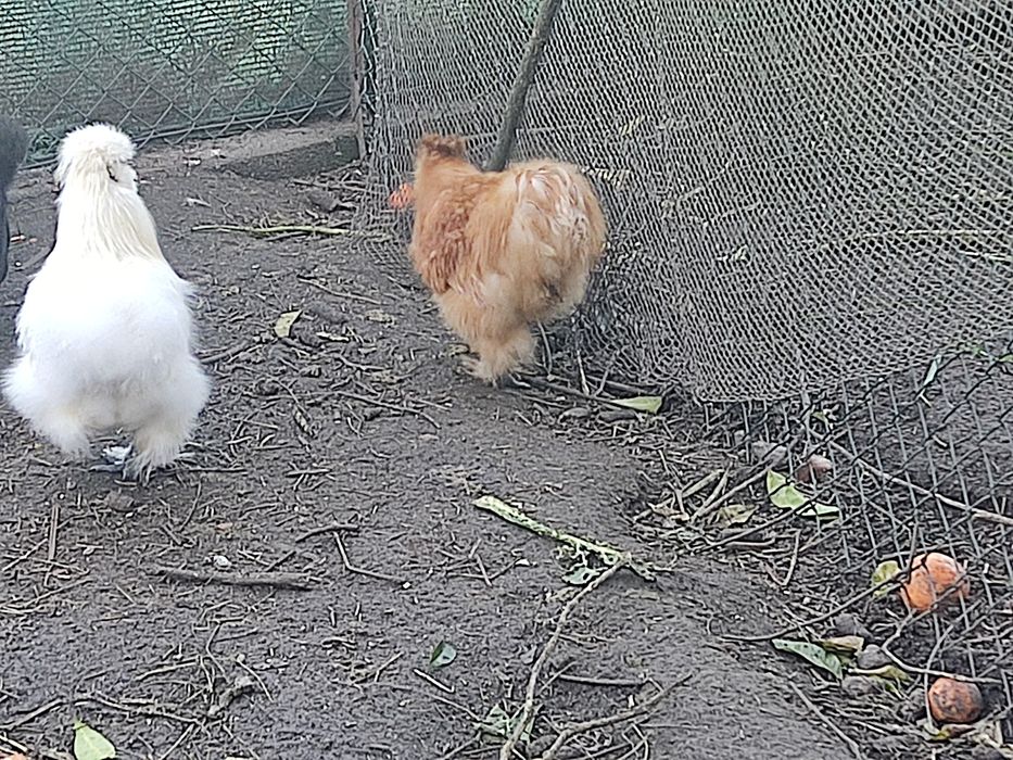 Sedosa do Japão Macho